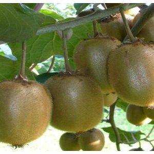 Εξαγωγές: Επιθεώρηση από το Βιετνάμ σε εκμεταλλεύσεις ακτινιδίων