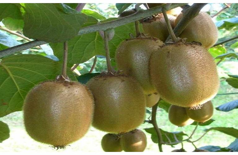 Εξαγωγές: Επιθεώρηση από το Βιετνάμ σε εκμεταλλεύσεις ακτινιδίων