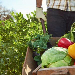 Βιολογικά: Αναστολή αδειών και πρόστιμα σε φορείς πιστοποίησης