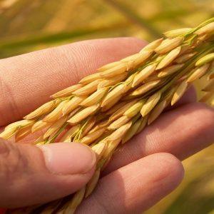 FAO: Μειώθηκε ο δείκτης τιμών τροφίμων – Σε ιστορικά υψηλά τα αποθέματα δημητριακών