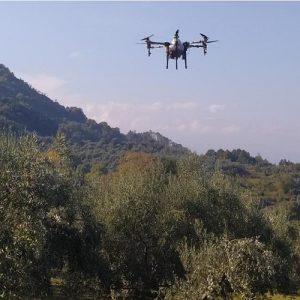 Ελαιόλαδο: Πώς η Ισπανία θωρακίζεται απέναντι στις κλοπές ελαιοκάρπου