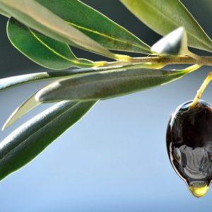 Ελαιόλαδο: Παγκόσμια συμφωνία προώθησης της ελιάς και των προϊόντων της