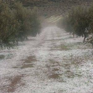 Πελοπόννησος: Ζημιές σε καλλιέργειες άφησε πίσω η σφοδρή χαλαζόπτωση