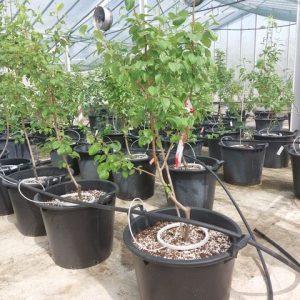 ΕΛΓΟ Δήμητρα: Παραγωγή πολλαπλασιαστικού υλικού οπωροφόρων δένδρων