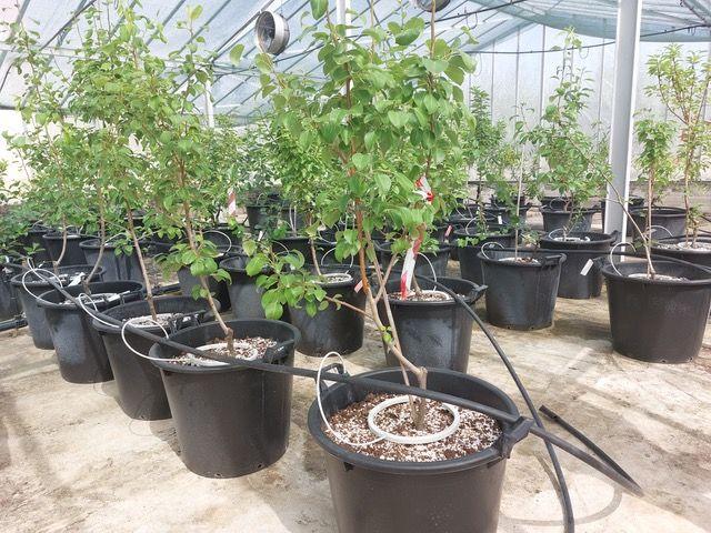 ΕΛΓΟ Δήμητρα: Παραγωγή πολλαπλασιαστικού υλικού οπωροφόρων δένδρων