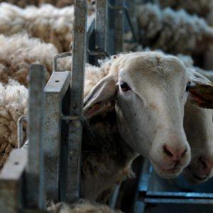 Εργαζόμενοι ΕΛΓΟ-ΔΗΜΗΤΡΑ: Αντιδρούν στις «εντολές πορείας» για τους ελέγχους του ΟΠΕΚΕΠΕ