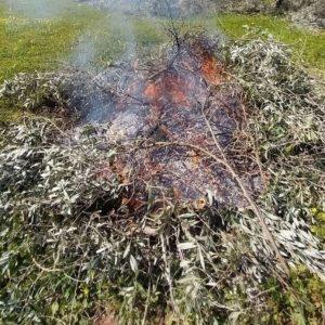 Θεσσαλία: H καύση καλαμιάς επισύρει ποινή μείωσης των επιδοτήσεων