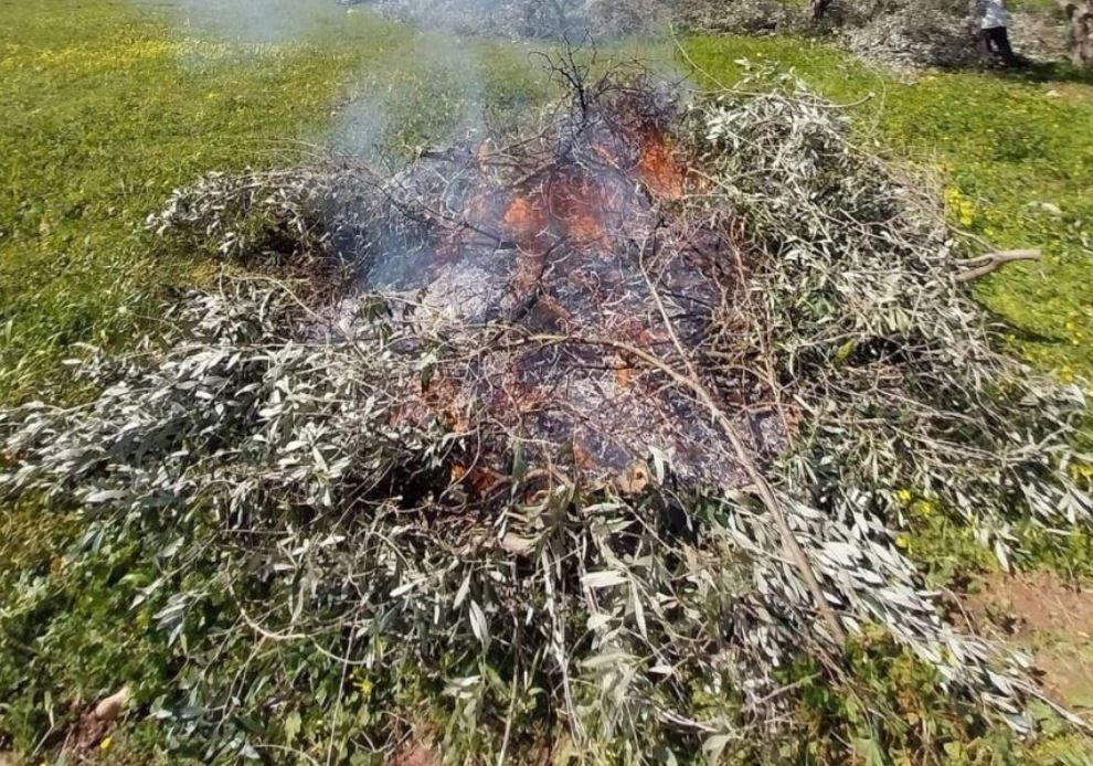 Θεσσαλία: H καύση καλαμιάς επισύρει ποινή μείωσης των επιδοτήσεων