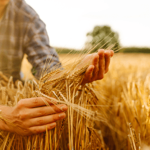 Νέοι αγρότες: Πώς θα ανοίξει ο δρόμος για την επόμενη γενιά της Ευρώπης