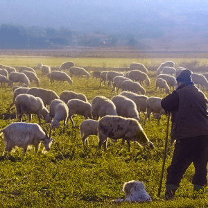 ΕΘΕΑΣ: Κίνδυνος απώλειας επιδοτήσεων κτηνοτρόφων – Λάθη στην κατανομή βοσκοτόπων