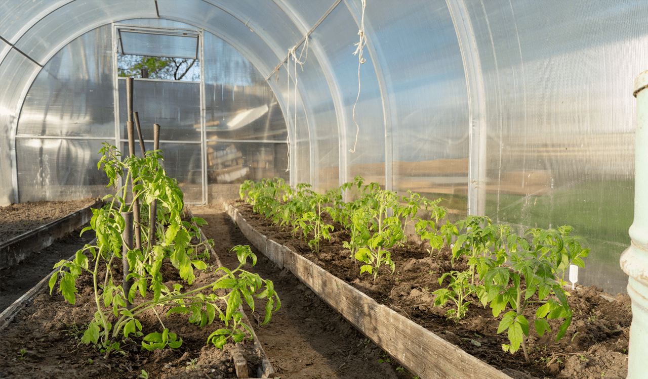 ΕΛΓΟ Δήμητρα: Πρόγραμμα κατάρτισης για τις τεχνικές θερμοκηπιακών καλλιεργειών