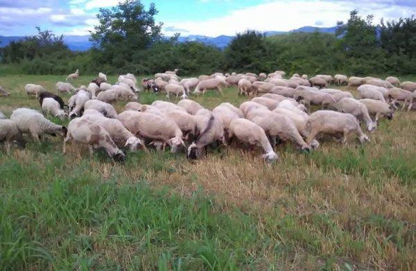 ευλογιά προβάτων