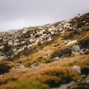 Ευλογιά προβάτων: Έκτακτες ενισχύσεις για τους κτηνοτρόφους ύψους 56 εκατ. ευρώ