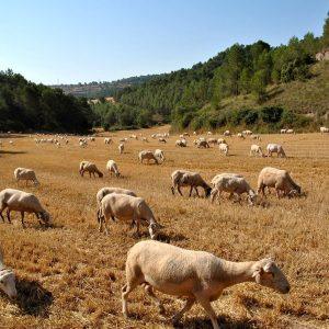Ευλογιά προβάτων: Μέτρα αστυνόμευσης και ελέγχου στην Κεφαλλονιά – Εντοπίστηκε κρούσμα