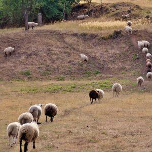 Ευλογιά προβάτων: Σαρώνει τα κοπάδια – Πάνω από 423.000 ζώα οδηγήθηκαν στη σφαγή