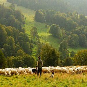 ΕΛΓΟ Δήμητρα: Ξεκινά η εκπαίδευση των κτηνοτρόφων για τη λήψη της συνδεδεμένης ενίσχυσης 