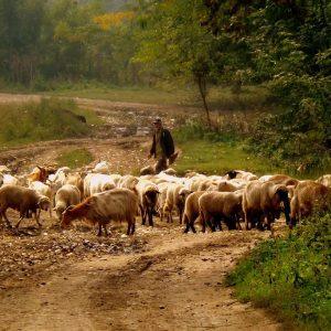 Ευλογιά προβάτων: Σε κατάσταση «ειδικής κινητοποίησης πολιτικής προστασίας» η Κεφαλονιά