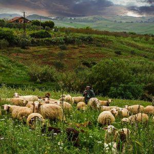 Ευλογιά προβάτων: Ξεκίνησε δικαστική διερεύνηση για τα αίτια εξάπλωσης της ζωονόσου