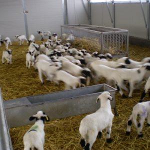 Κτηνοτροφία: Ετήσια απογραφή ζωικού κεφαλαίου – Οι προθεσμίες