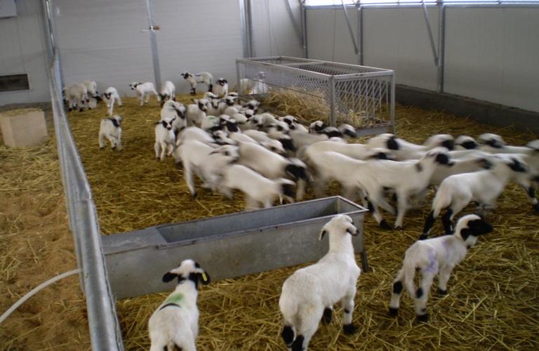 Κτηνοτροφία: Ετήσια απογραφή ζωικού κεφαλαίου – Οι προθεσμίες