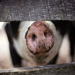 ΠΑΑ: Οι οριστικοί πίνακες για την καλή μεταχείριση των χοίρων