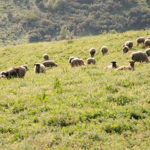 Θεσσαλία: Να αποζημιωθούν οι κτηνοτρόφοι πληγέντες από Daniel και Elias