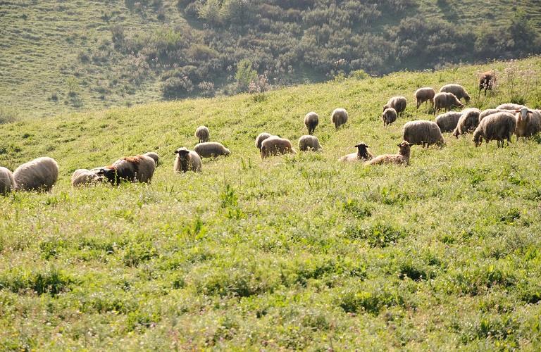 Θεσσαλία: Να αποζημιωθούν οι κτηνοτρόφοι πληγέντες από Daniel και Elias