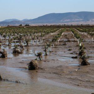Θεσσαλία: Να αποζημιωθούν οι κτηνοτρόφοι πληγέντες από Daniel και Elias