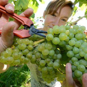 Αμπέλι: «Τρέχει» η προθεσμία για τις δηλώσεις συγκομιδής – Οι κυρώσεις