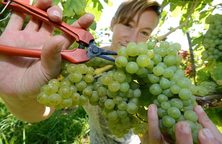 Αμπέλι: «Τρέχει» η προθεσμία για τις δηλώσεις συγκομιδής – Οι κυρώσεις