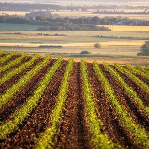 Αγροτική παραγωγή: Η Ευρώπη τρέχει με +9,2%, η Ελλάδα με -8,8%