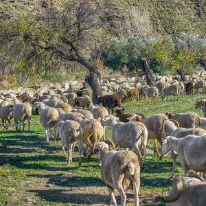 Ευλογιά προβάτων: 50 εκατ. ευρώ για αποζημιώσεις και απώλεια εισοδήματος