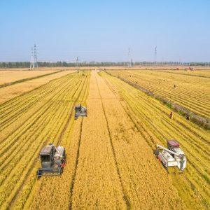 Αργεντινή: Η Cofco International μεταφέρει το πρώτο φορτίο σιταριού στην Κίνα