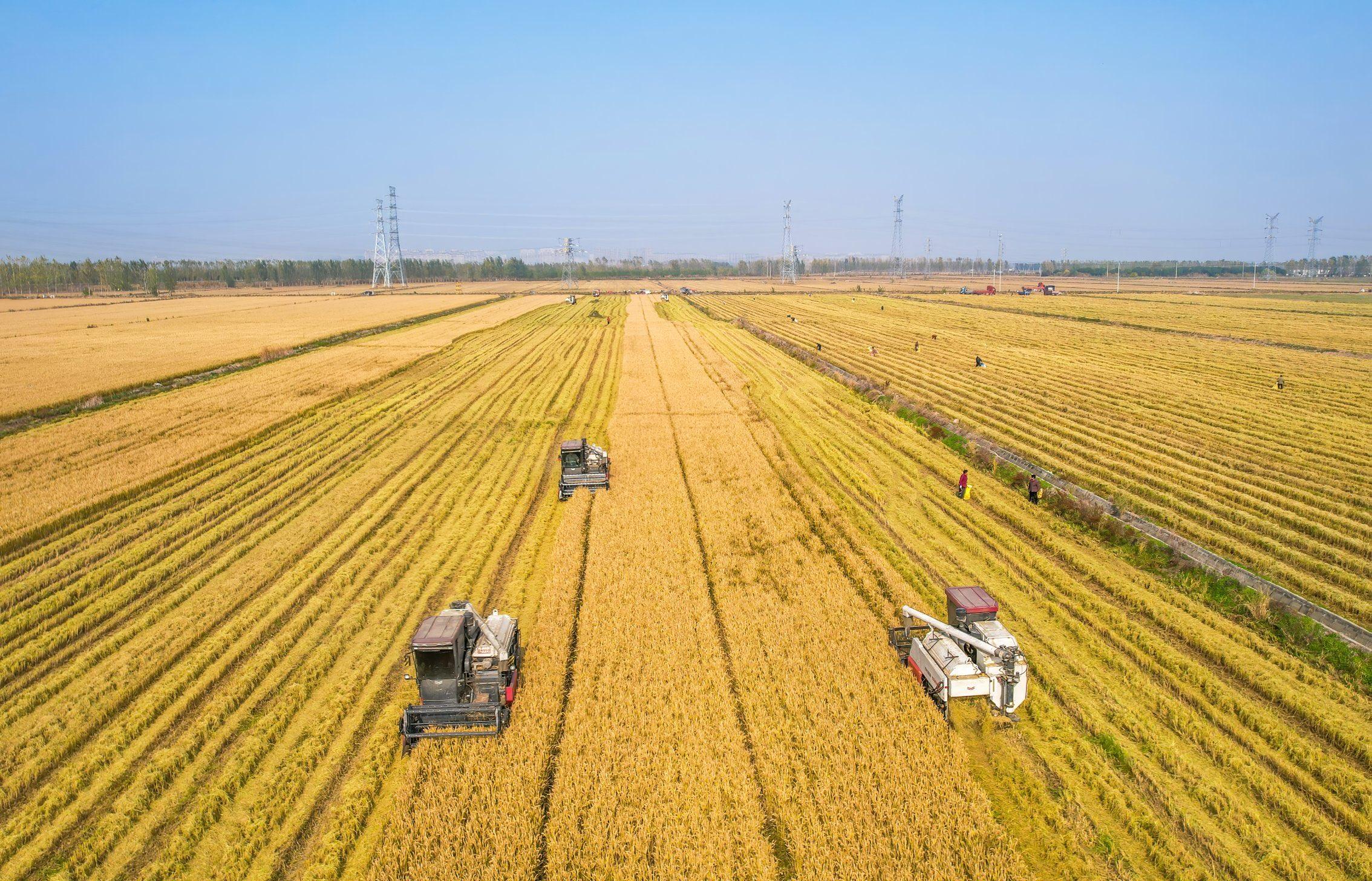 Αργεντινή: Η Cofco International μεταφέρει το πρώτο φορτίο σιταριού στην Κίνα