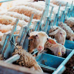 Ευλογιά προβάτων: Τι αλλάζει στη διακίνηση ζωοτροφών – Επικαιροποιημένες οδηγίες