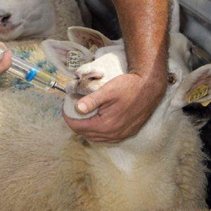 Ευλογιά προβάτων: Καμπανάκι κτηνιάτρων για την εξάπλωση της ζωονόσου