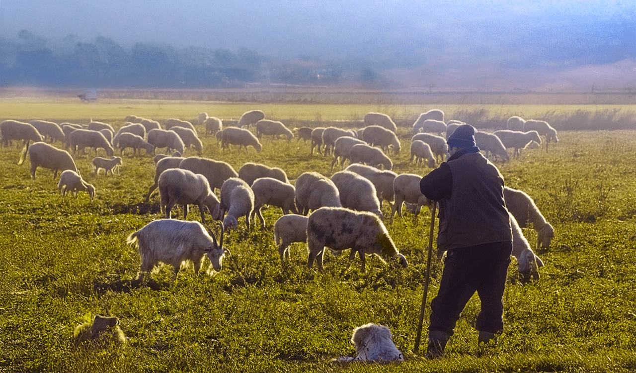 Ευλογιά προβάτων: Πώς θα λάβουν οι κτηνοτρόφοι αποζημιώσεις για το χαμένο εισόδημα