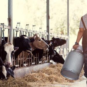 Κτηνοτρόφοι: Πώς θα λάβουν τη συνδεδεμένη ενίσχυση – Οι 15 ερωταπαντήσεις