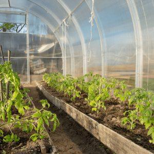 Θερμοκήπια: Υπεκαλύφθηκε κατά 80% ο προϋπολογισμός της παρέμβασης