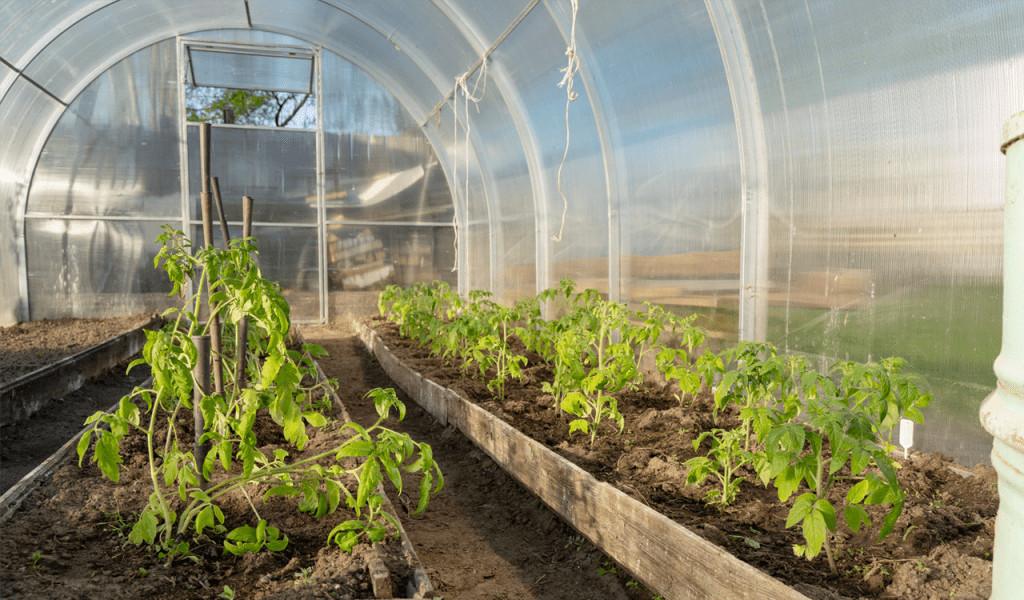 Θερμοκήπια: Υπεκαλύφθηκε κατά 80% ο προϋπολογισμός της παρέμβασης