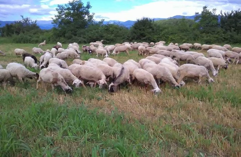 Ευλογιά αιγοπροβάτων: Σύλληψη τεσσάρων αλλοδαπών για παράνομη μεταφορά προβάτων
