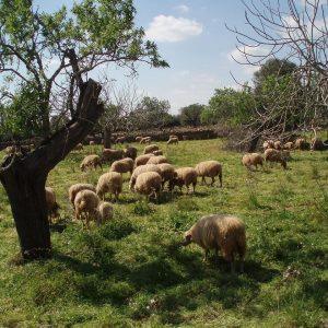 Ευλογιά προβάτων: Πάνω από 433.000 οι θανατώσεις ζώων – Στα 80 τα νέα κρούσματα