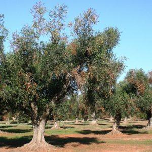 ΑΑΔΕ για ελαιοπαραγωγούς: Από 1/5/2026 η Α’ φάση ψηφιακής παρακολούθησης διακίνησης αποθεμάτων