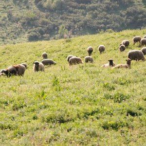 Ευλογιά: Σχεδόν μισό εκατομμύριο πρόβατα νεκρά – Τι γίνεται με το εμβόλιο