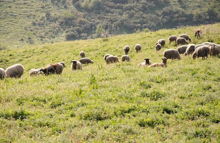 Ευλογιά: Σχεδόν μισό εκατομμύριο πρόβατα νεκρά – Τι γίνεται με το εμβόλιο