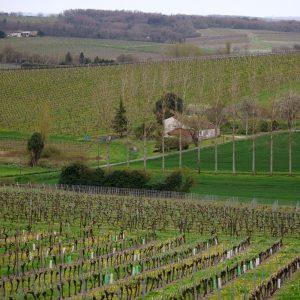 Κονιάκ: Πλεόνασμα, δασμοί και πτώση ζήτησης