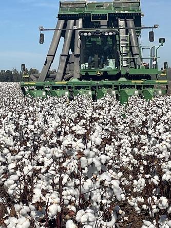 ΗΠΑ: Νέο πακέτο ενίσχυσης για τους καλλιεργητές ρυζιού και βαμβακιού