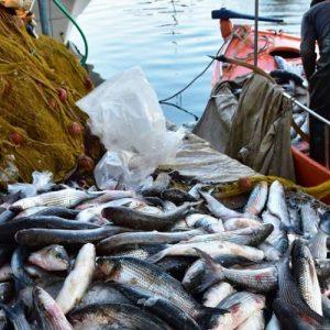 Catch: Η ψηφιοποίηση που σταματά τις εισαγωγές θαλασσινών