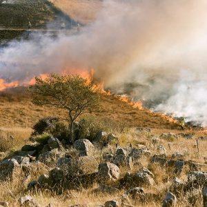 Ενισχύσεις: Ένταξη πυρόπληκτων αγροτικών εκμεταλλεύσεων στην κρατική αρωγή