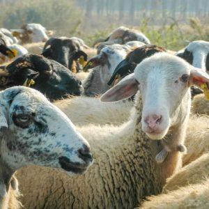 Greece Confirms No Approved Vaccine for Goat and Sheep Pox